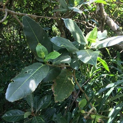 Ficus cumingii terminalifolia