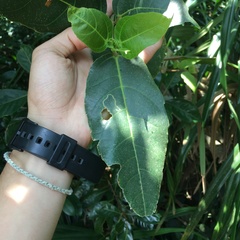 Ficus cumingii terminalifolia