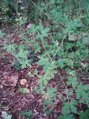 Geranium divaricatum