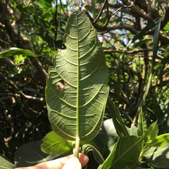 Ficus cumingii terminalifolia