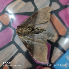 Ischyja manlia
