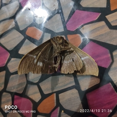 Ischyja manlia