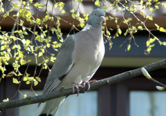 Columba palumbus
