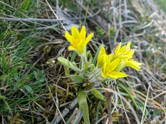 Gagea granatellii