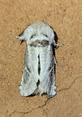 Comadia albistriga