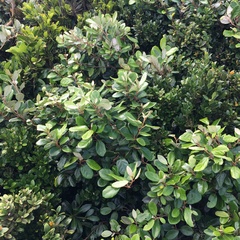 Elaeagnus formosana