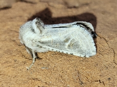 Comadia albistriga