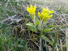 Gagea granatellii