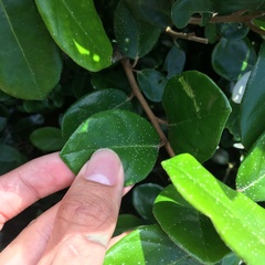 Elaeagnus formosana