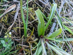 Gagea granatellii