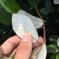 Elaeagnus formosana