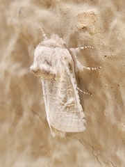 Comadia albistriga