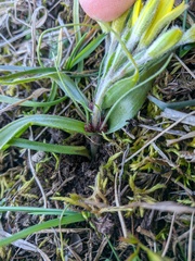 Gagea granatellii