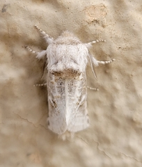 Comadia albistriga