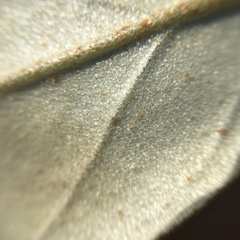Elaeagnus formosana