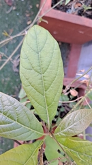 Persea americana