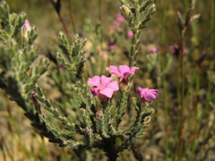 Acmadenia laxa