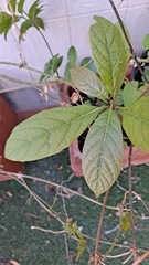 Persea americana
