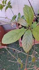 Persea americana