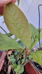 Persea americana