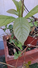 Persea americana