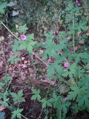 Geranium divaricatum