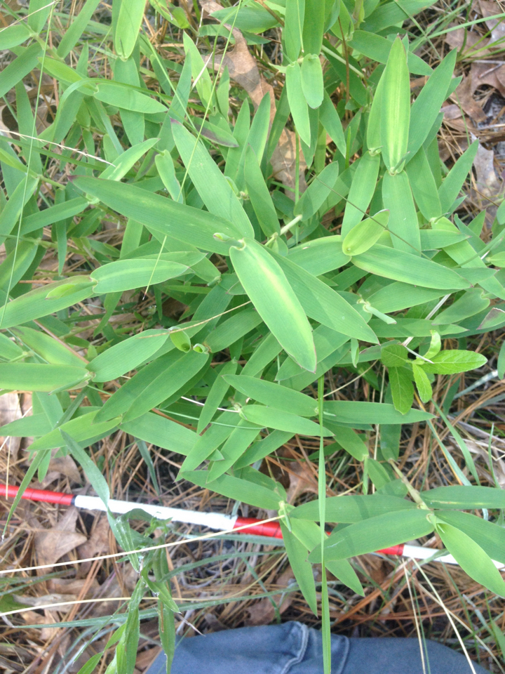 Gymnopogon ambiguus