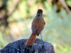 Cichladusa ruficauda
