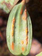 Uromyces erythronii