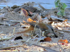 Cichladusa ruficauda