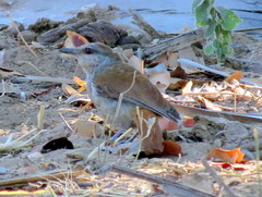 Cichladusa ruficauda