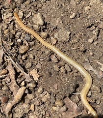Geophilus regnans