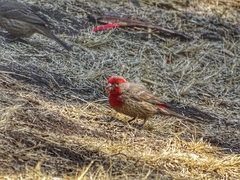 Haemorhous mexicanus
