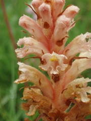 Orobanche kochii
