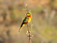 Merops pusillus argutus