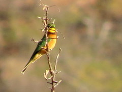 Merops pusillus argutus