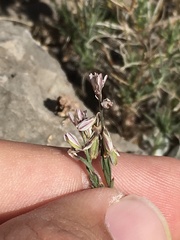 Polygala scoparioides