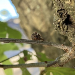 Cyrtolobus tuberosus
