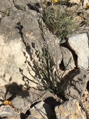 Polygala scoparioides