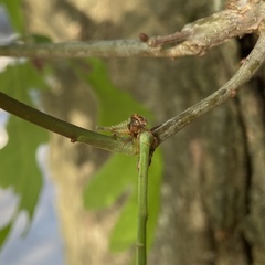 Cyrtolobus tuberosus