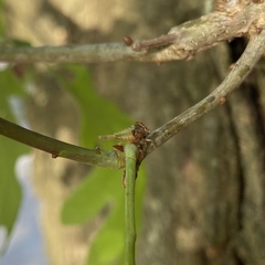 Cyrtolobus tuberosus