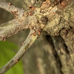 Cyrtolobus tuberosus