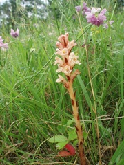Orobanche kochii