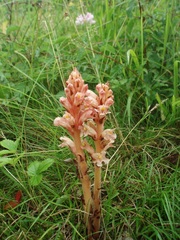 Orobanche kochii