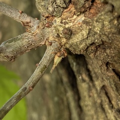 Cyrtolobus tuberosus