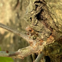 Cyrtolobus tuberosus