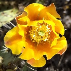Opuntia × vaseyi