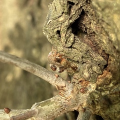 Cyrtolobus tuberosus
