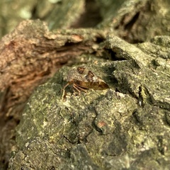 Cyrtolobus tuberosus