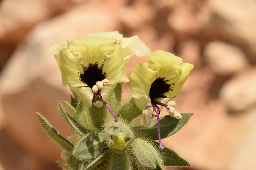 Image of Hyoscyamus desertorum by (c) Mitch Van Dyke, some rights reserved (CC BY)